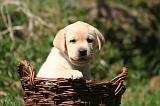 LABRADOR 1186